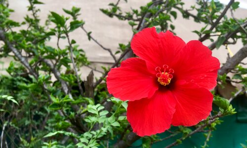 Flower red nature photo