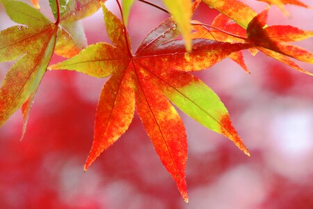The leaves nature leaf