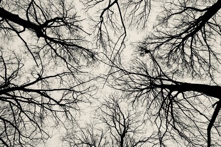 Black and white black white branches photo