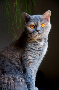 Animal selkirk rex british shorthair