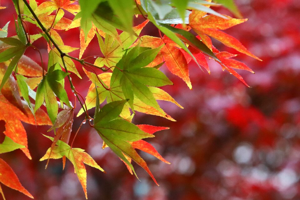The leaves nature leaf