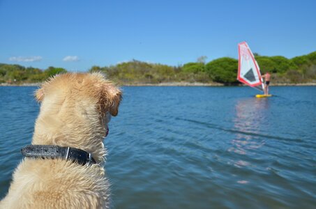 Golden purebred dog retriever photo