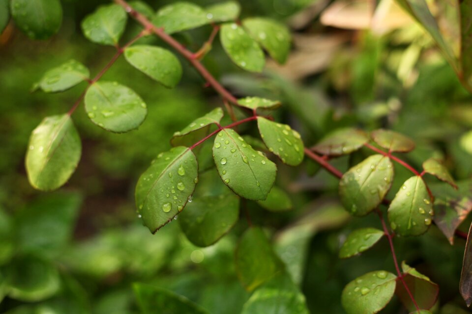 Raindrops leaves green leaves