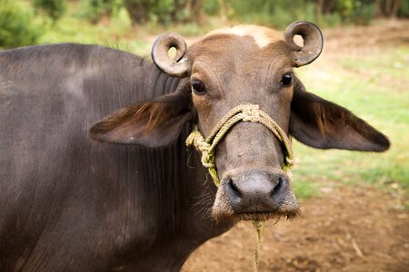 Animal cattle agriculture photo
