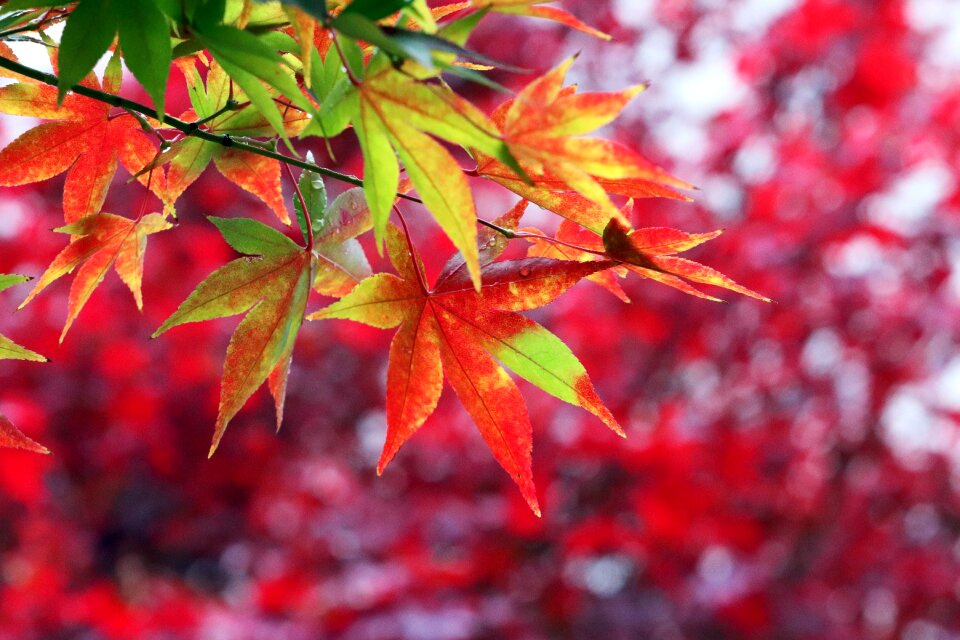 The leaves nature leaf