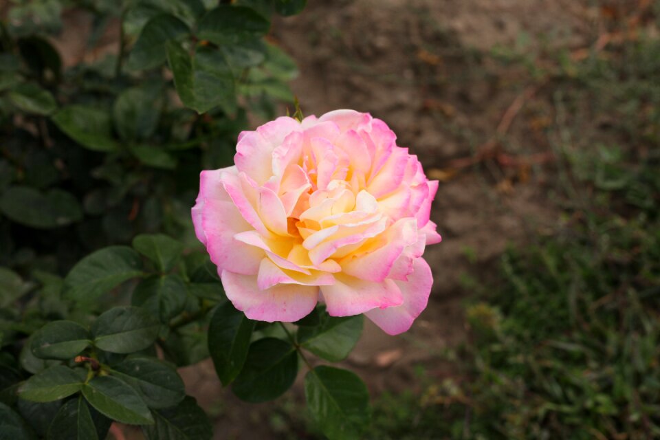 Beautiful in the fall of garden
