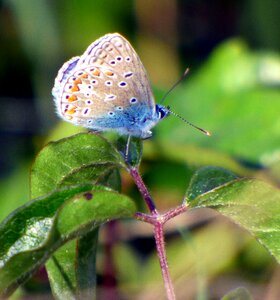 Insects nature wing photo