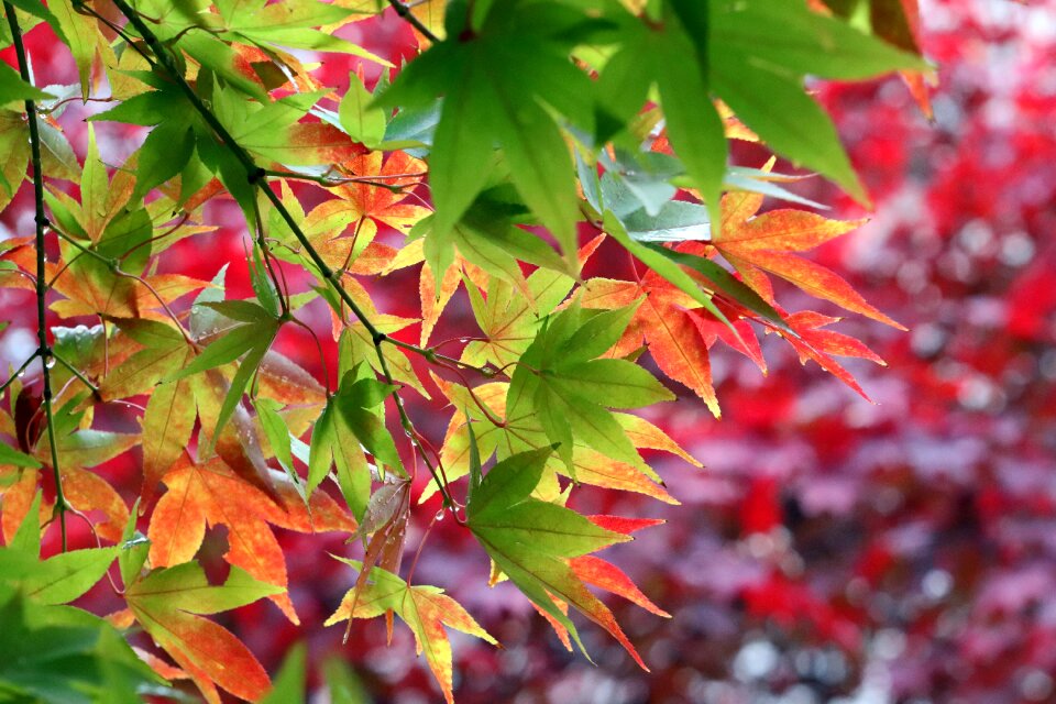 The leaves nature leaf