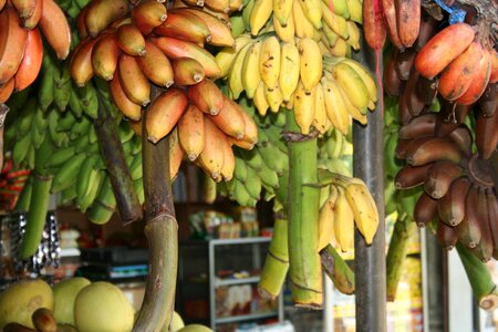 Bananas sri lanka square