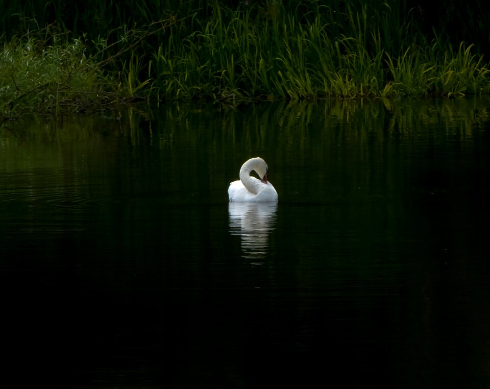 Nature summer quiet