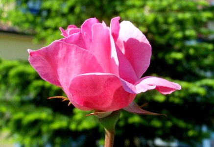 Rose pink flower flower garden photo