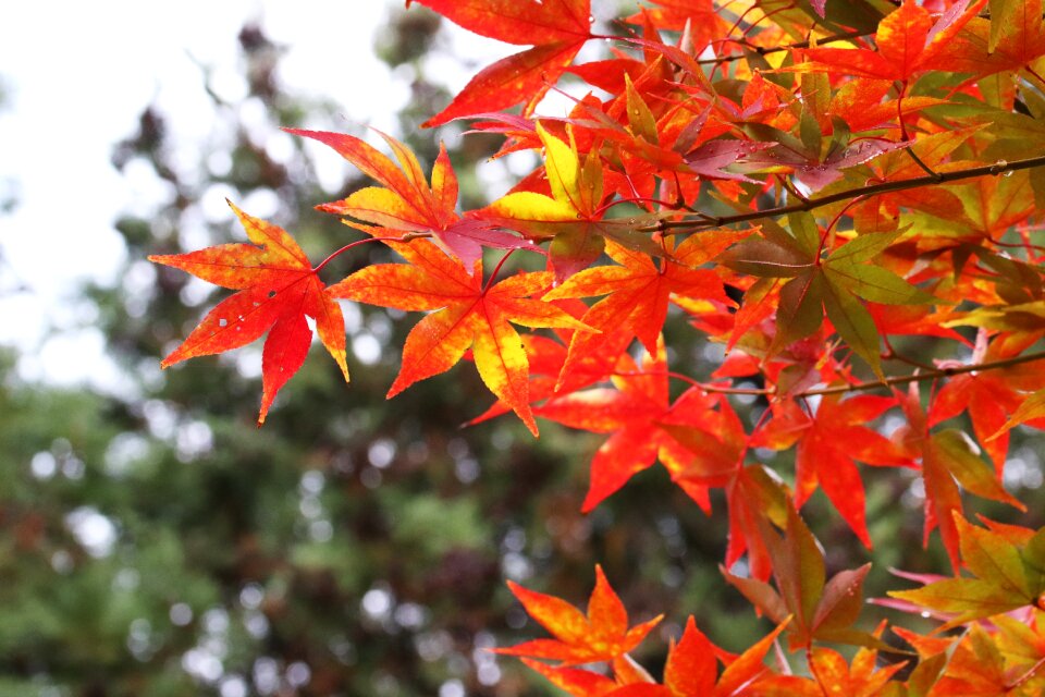 The leaves nature leaf