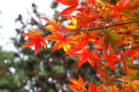 The leaves nature leaf photo