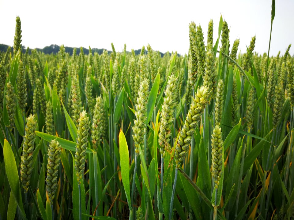 Agriculture food harvest