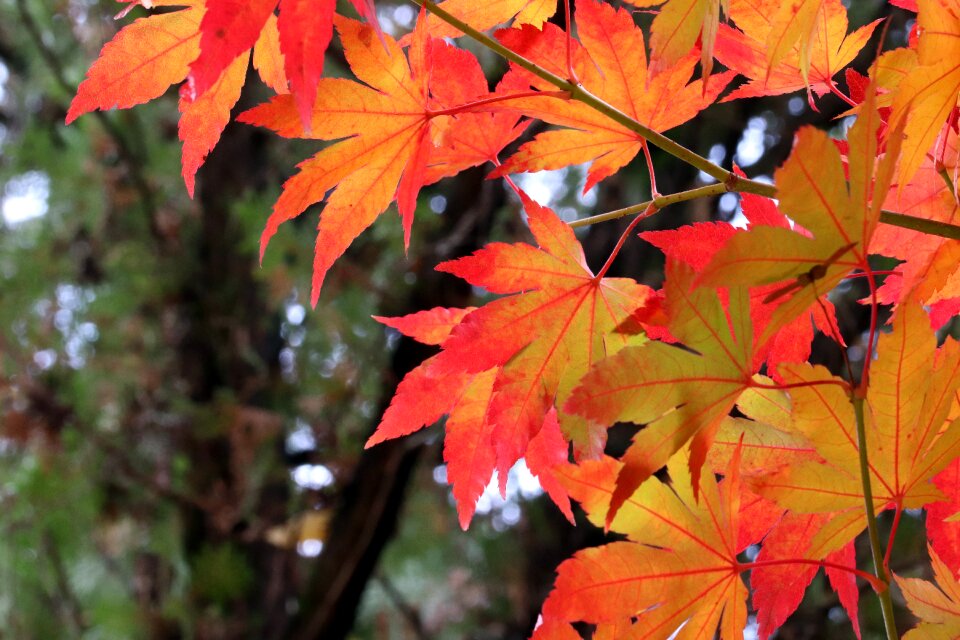 The leaves nature leaf