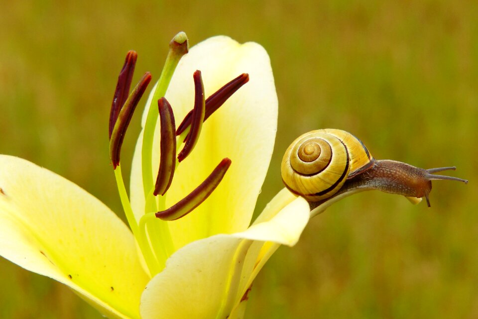 Flower lily animals