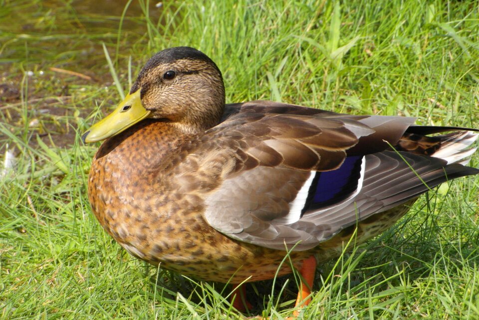 Plumage grass water bird