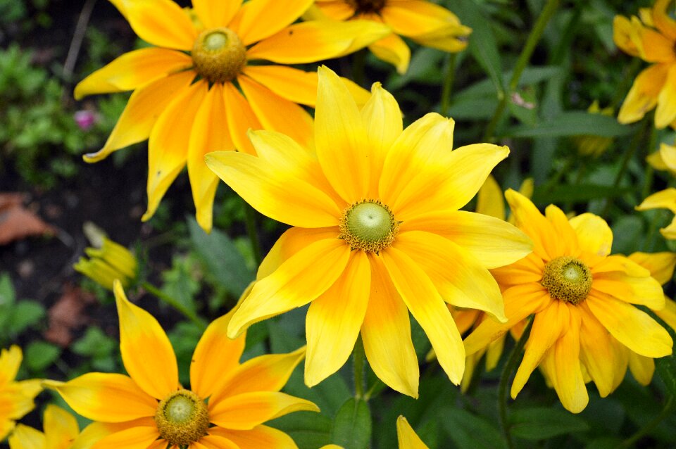 Black-eyed susan bloom flora