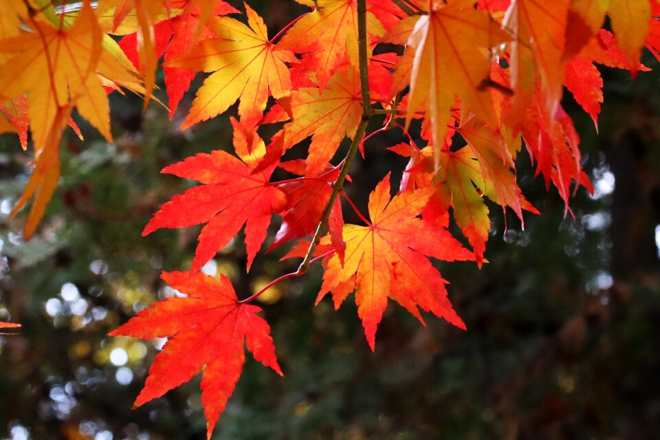The leaves nature leaf