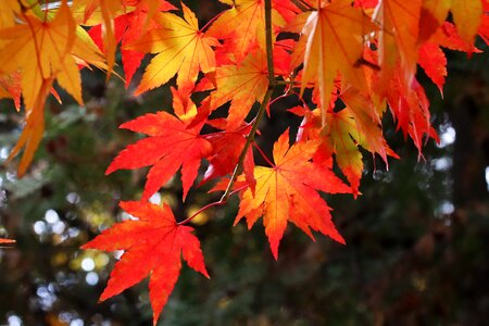 The leaves nature leaf photo