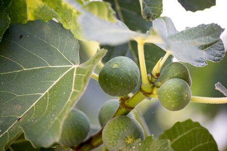 Eat sano fruit