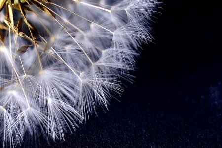 Fluffy bright slightly