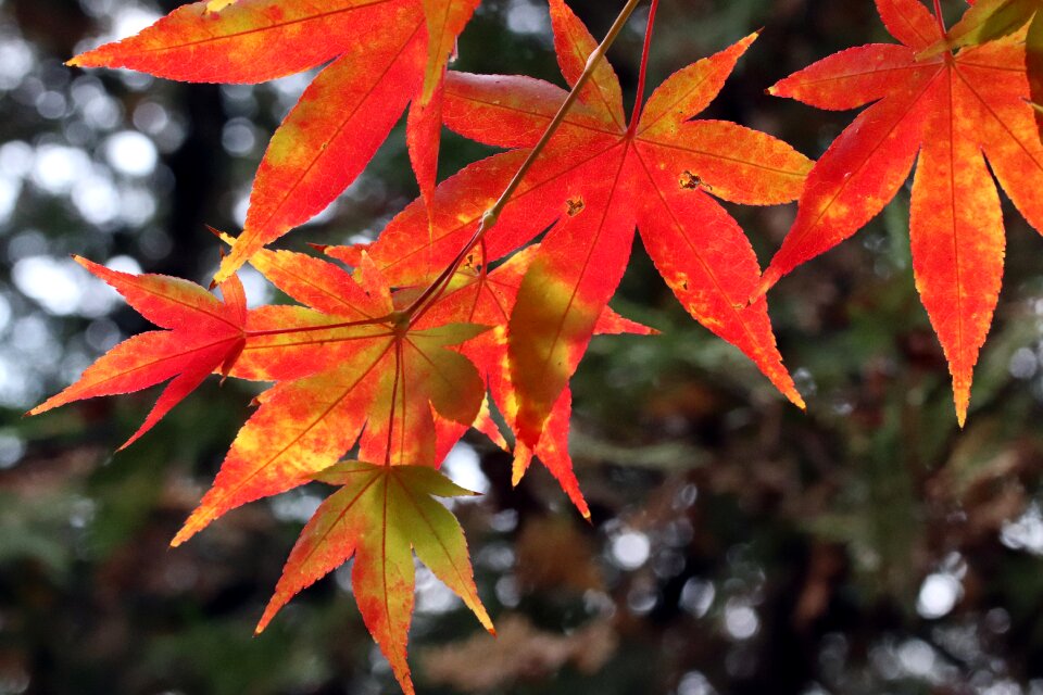 The leaves nature leaf