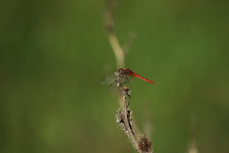 Wings colorful branch