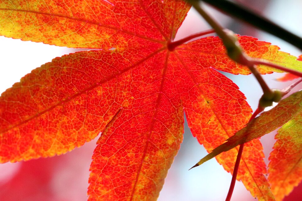 The leaves nature leaf