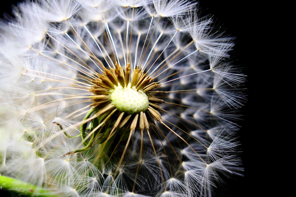 Fluffy bright slightly