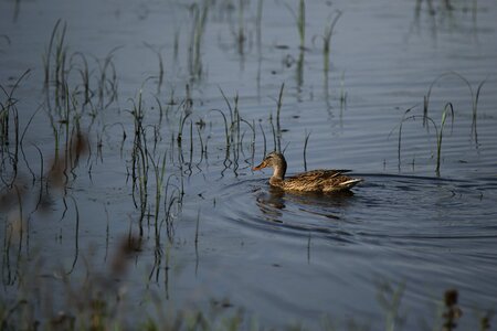 Bird swim pond photo
