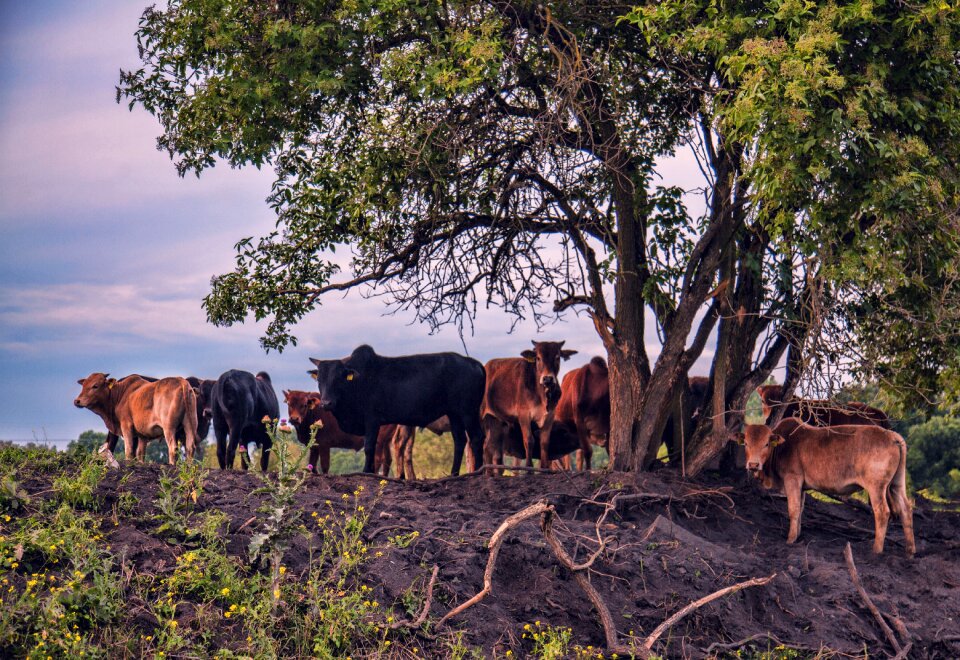 Pasture agriculture animals