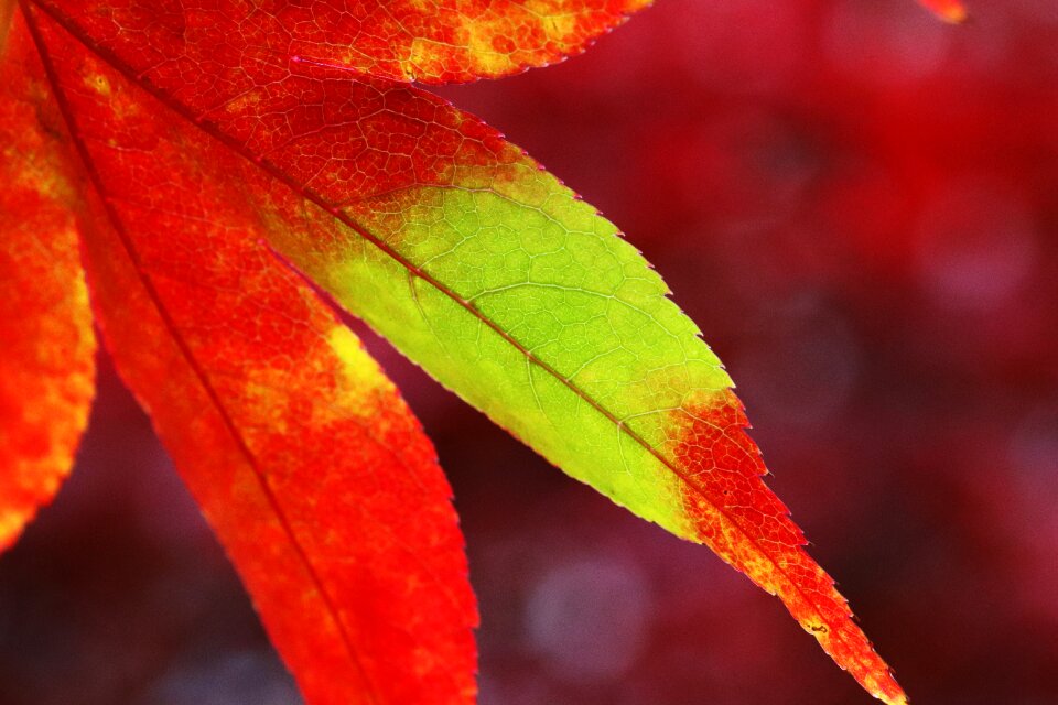 The leaves nature leaf