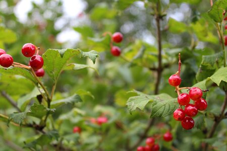 Summer ordinary snow ball ornamental shrub