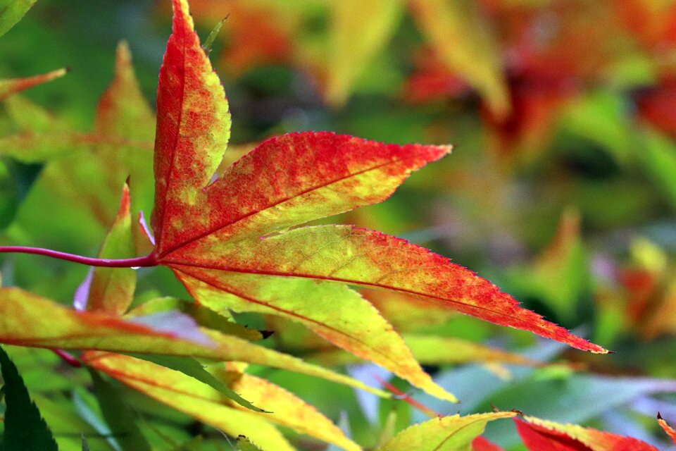 The leaves nature leaf