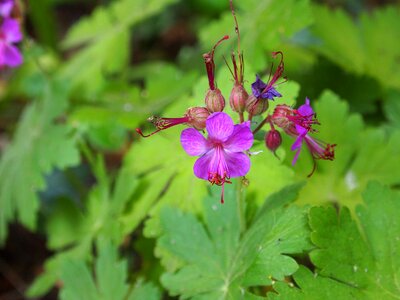 Plant garden nature