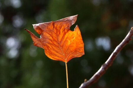 The leaves nature leaf