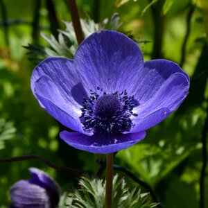 Stamen garden nature