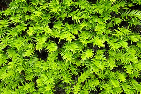 Plant bush leaf photo