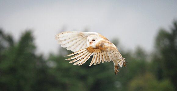 Barn owl wings beak