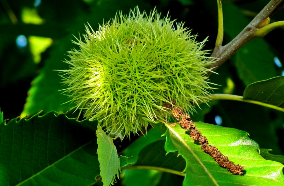 Barbed tree green