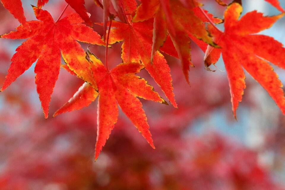 The leaves nature leaf