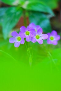 Wild flowers wild nature