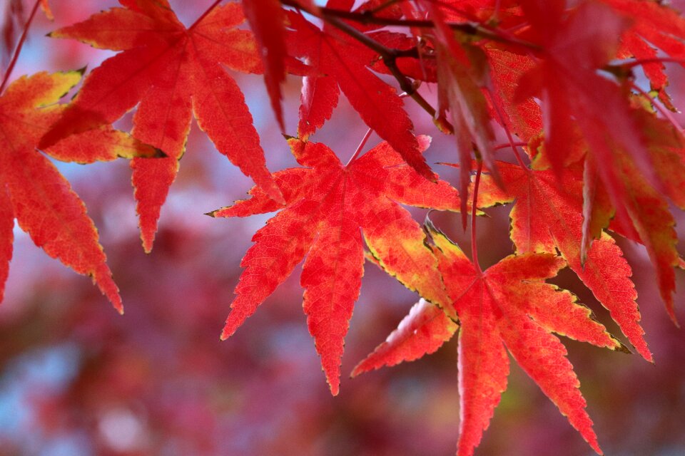 The leaves nature leaf