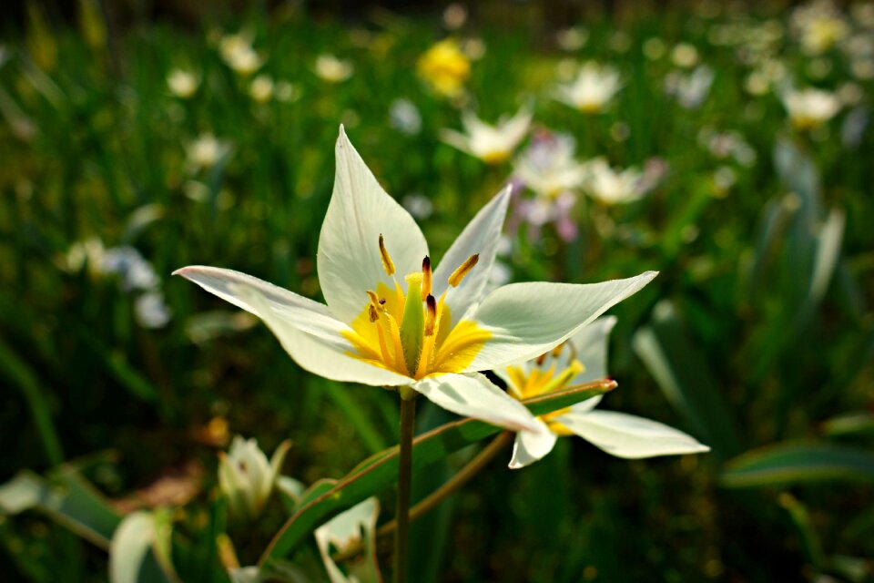 Garden nature park
