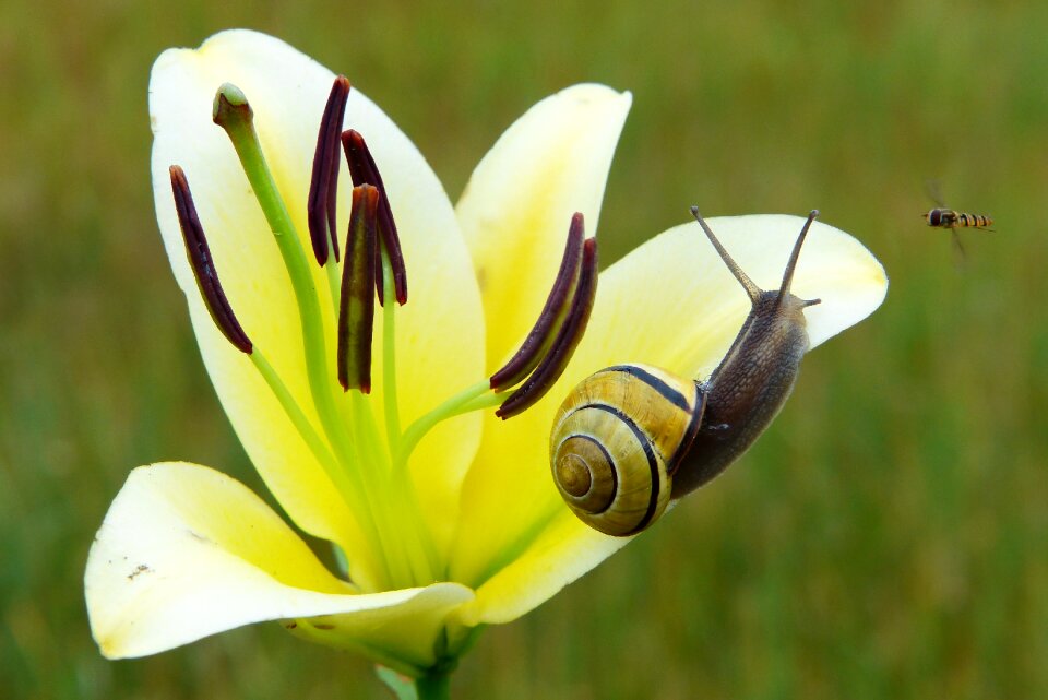 Flower lily animals