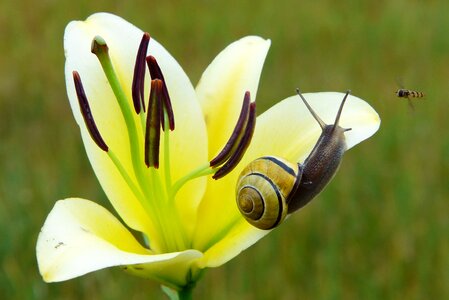 Flower lily animals