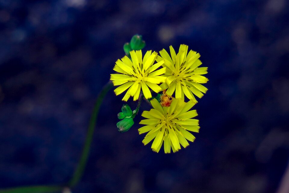 Bloom flower plant