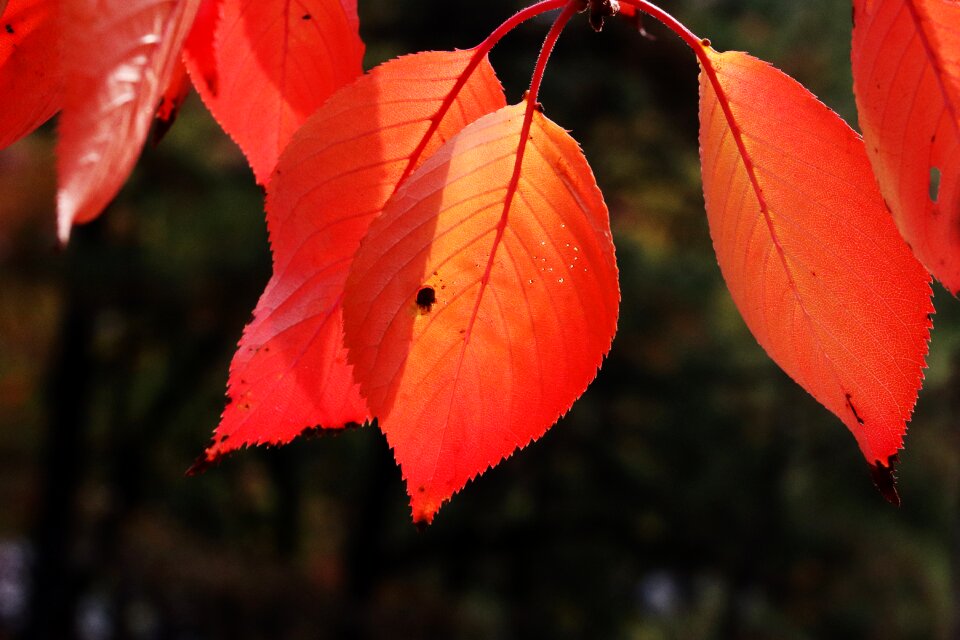 The leaves nature leaf