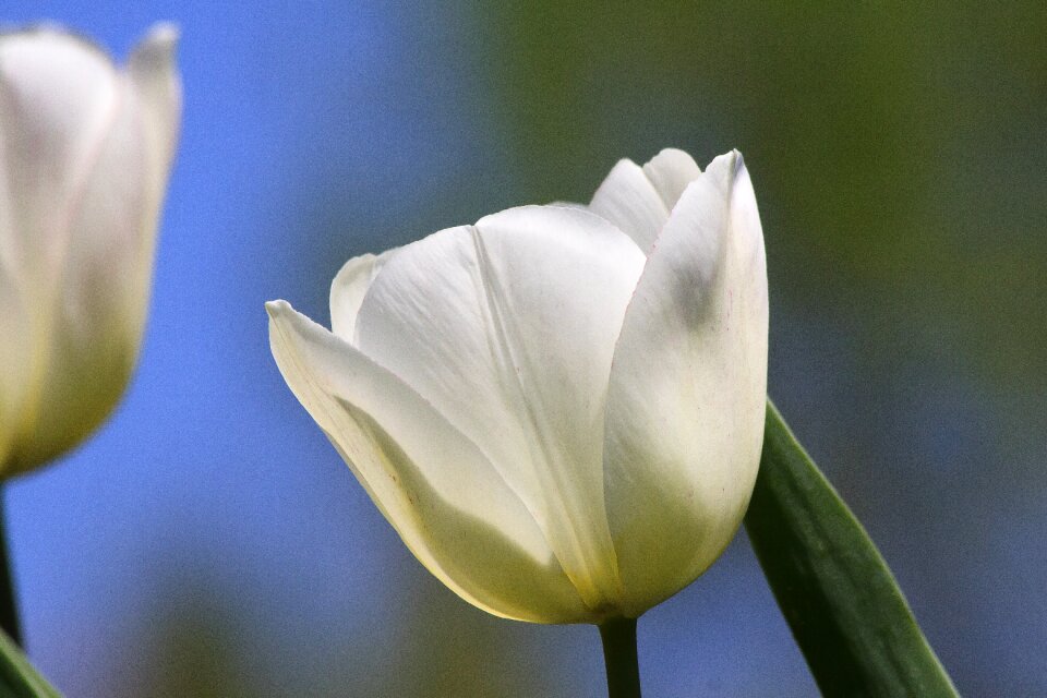 Nature flower schnittblume photo